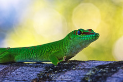 Grand gecko vert de Madagascar