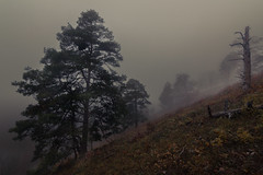 Nebel / Fog