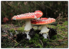 Paddenstoelen - mushrooms