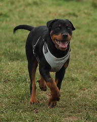 SID THE ROTTWEILER PUPPY