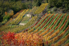 Vignes, raisins, paysages vinicoles