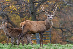 Deer at Studley Royal-Ripon 18-11-2021