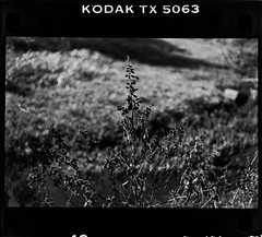 35mm film - expired kodak tri-x