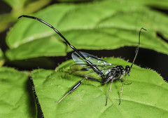 Parasitic Wasps (Hymenoptera)