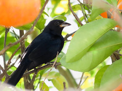 Tiê-preto/Ruby-crowned Tanager