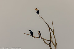BIRDS - Double-Crested Cormorant