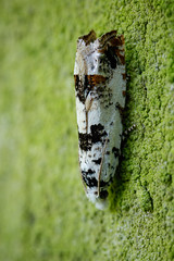 Micro moth - Eucosma campoliliana