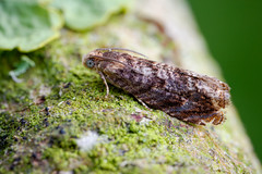Tortrix moth - Grapholita janthinana