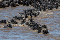 Northern Serengeti, Tanzania October 2021