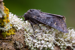 Black Rustic - Aporophyla nigra