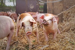 2021 - The pigs of Boer & Compagnie in Heverlee