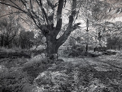 woodland infrared