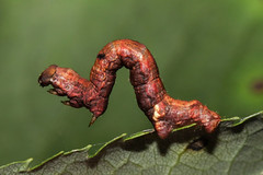 Raupen-Caterpillars