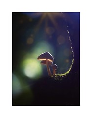 Fungi/Mushrooms Photographed Using Vintage Lens 