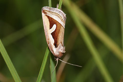 Eulenfalter-Noctuidae