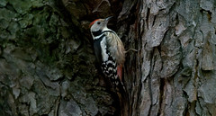 Middle Spotted Woodpecker - Pic Mar