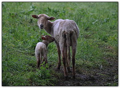 Schapen en geiten  - sheep and goats