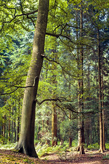 Pulpit Woods (Buckinghamshire)