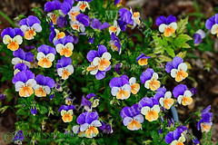 violets or similar