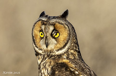 Long-eared Owl of Coyote Hills Nov - Dec 2021