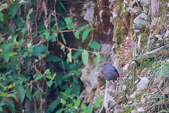 藍磯鶇 Monticola solitarius
