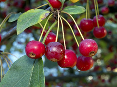 Crabapple Tree Fruit 09-30-2021