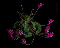Flowers with Black Background