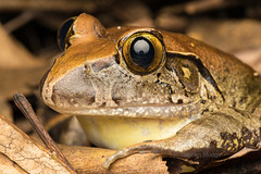Selected Queensland native frog species