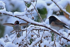 Backyard Birds in the Snow