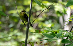 Female Scarlet Tanager