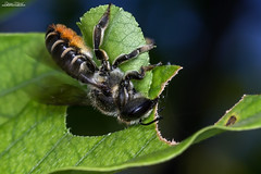 Megachile pilicrus