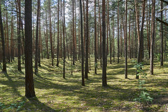Pine forest / Сосновый лес