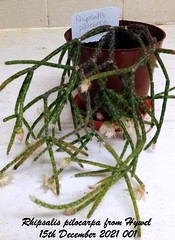 Mistletoe Cactus - Rhipsalis pilocarpa