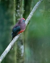 Birds of Arunachal Pradesh