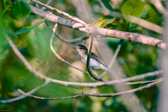 Passeriformes,  Pachycephalidae - Whistlers, Shrikethrushes