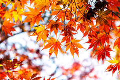 Autumn Leaves in Todoroki Valley Park in Setagaya , Tokyo (Thu., Dec. 2, 2021)