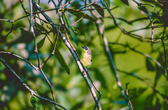 Passeriformes, Acanthizidae - Thornbills, Gerygones, Scrubwrens