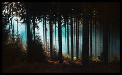 Forest / Wald