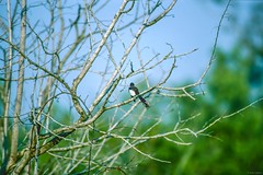  Passeriformes, Rhipiduridae - Fantails