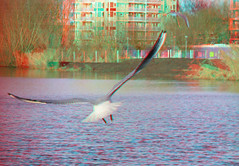 Vogels Prinsenpark Rotterdam 35mm + 3D-Pentax