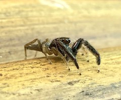 Jumping Spider (Bavia sp.)