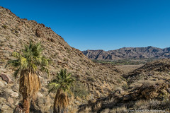 Oswit Canyon ~ Palm Springs ~ Winter 2021-2022