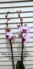 Orchids 2022