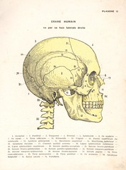 anatomie humaine