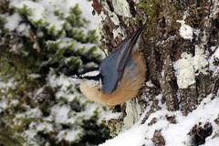 Nuthatches and Chickadees