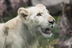 291221 Parque de las leyendas presenta leones blancos