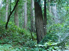 Redwood Country