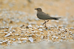 Coursers and Pratincoles 
