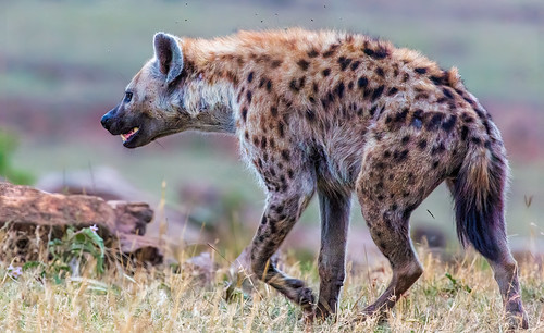 Spotted hyena, at dusk, on move, heading up the slope going up to Mara West Camp.