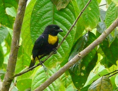 Colombia Thraupidae